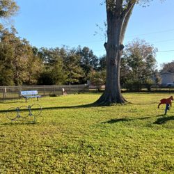 Summerdale Dog Park - The old tree And a few agility items