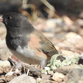 Carr Canyon - Dark-eyed Junco - Parks Near Me - Sierra Vista Southeast, Arizona Carr Canyon - Dark-eyed Junco - Parks Near Me - Sierra Vista Southeast, Arizona
