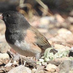 Carr Canyon - Dark-eyed Junco