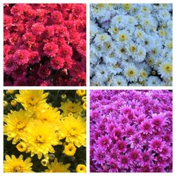 Hattoy's Nursery & Garden Center
