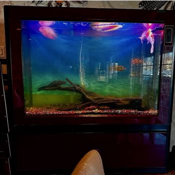Aj Shanghai - Another view of the fish tank - Shanghainese Near Me - Lyndhurst Twp, New Jersey Aj Shanghai - Another view of the fish tank - Shanghainese Near Me - Lyndhurst Twp, New Jersey