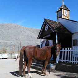 Ask The Horse Riding & Training - Sweetie's waiting patiently
