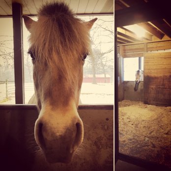 Amber's Pampered Pets - Have horses? We care for our equine friends as well! - Dog Walkers Near Me - South Bend, Indiana