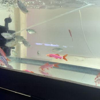 Angelo’s Tropical Fish World - Rainbow Sharks - Aquariums Near Me - Durham, North Carolina