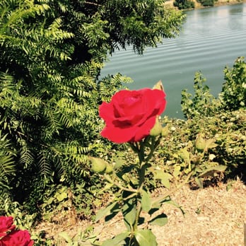 Dinky Diner - There are the most beautiful rose bushes along the ledge. This was taken from my seat. - Food Trucks Near Me - Clarksburg, California