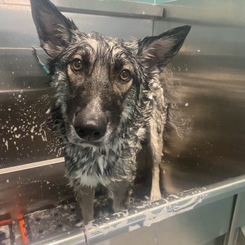 Premier Pet Supply - Self serve wash - Pet Stores Near Me - Westland, Michigan Premier Pet Supply - Self serve wash - Pet Stores Near Me - Westland, Michigan