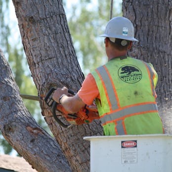 Whits Turn Tree Care - Tree Services Near Me - Paso Robles, California Whits Turn Tree Care - Tree Services Near Me - Paso Robles, California