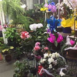 Miami Flores