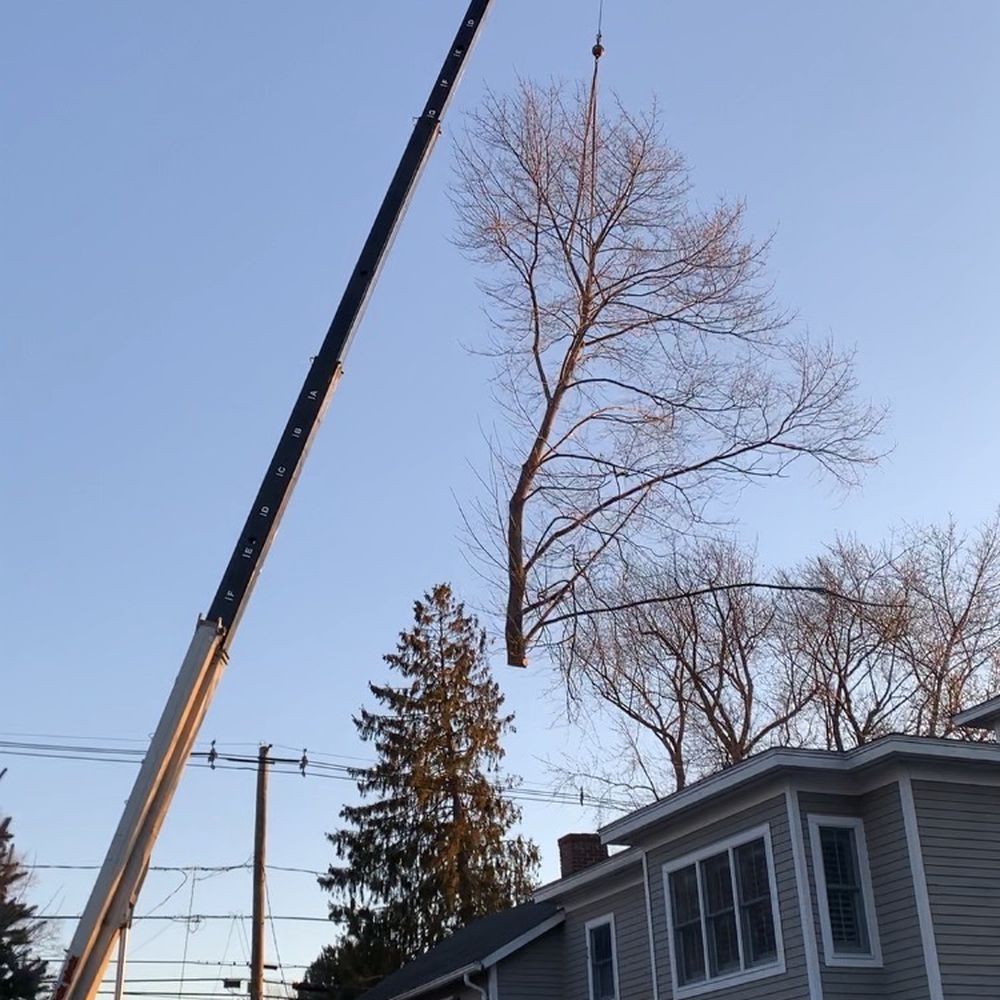 Middlesex Tree - Tree Services Near Me