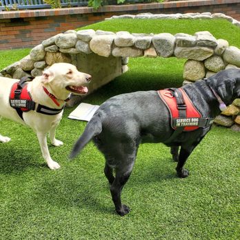 Vespr - Service Dogs - Apartments Near Me - Oakland, California