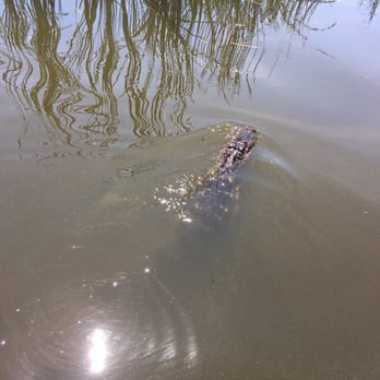 Airboats & Alligators - Boating Near Me - Immokalee, Florida