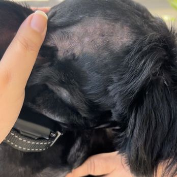 Bark City - Pet Groomers Near Me - Baton Rouge, Louisiana