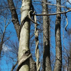 Some of the trees have grown in  interesting ways. Some have fused together and look like a braid.