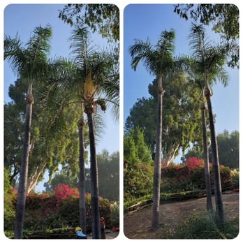 Unique Tree service - B4 and after pics of 3 palm trees. - Tree Services Near Me - Anaheim, California Unique Tree service - B4 and after pics of 3 palm trees. - Tree Services Near Me - Anaheim, California