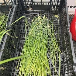 Wong Kai Imports