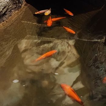 Shadowbrook - Koi pond - American Near Me - Capitola, California