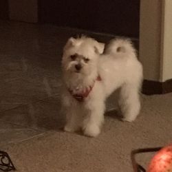 Lucky Dog Grooming - Zoey after a very bad haircut