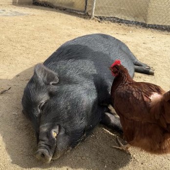 Barnyard Buddies - Petting Zoos Near Me - Lakewood, California Barnyard Buddies - Petting Zoos Near Me - Lakewood, California