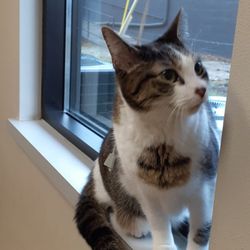 Hales Corners Veterinary Clinic - Emma looking for a way to avoid the vet....