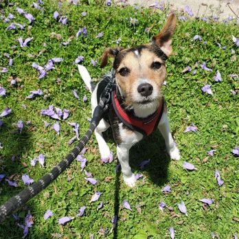 Animal Communication With Jules - Dog Walkers Near Me Animal Communication With Jules - Dog Walkers Near Me