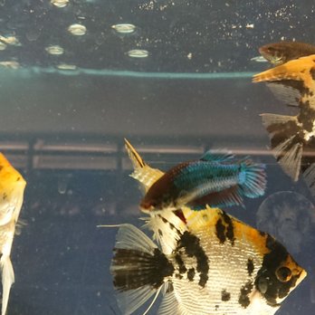 Concord Aquarium - Local Fish Stores Near Me - Concord, California