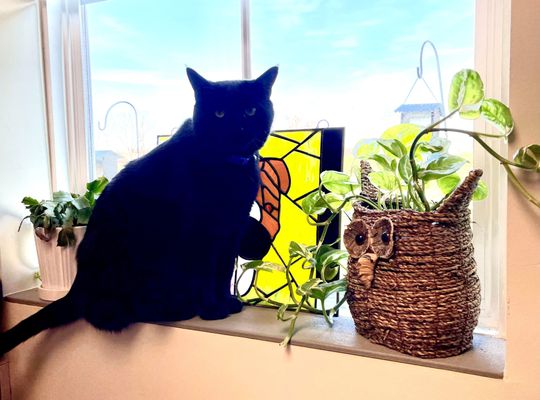 Seville Animal Hospital