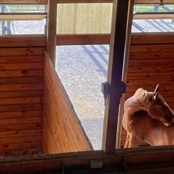 The Stables at Wulf Crest Farm - Hay loft view of sunshine stalls