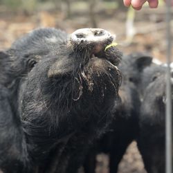 OYE: Field Trip! The Alpaca Experience at Hanna Hands Farms