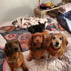 Mis Avie's Sit & Stay Pet Parlor - Pepper , Oliver , CJ , and  Stitch.