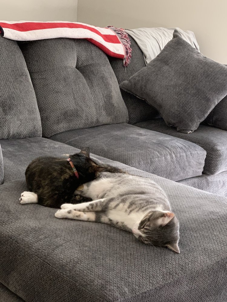 THOMAS VETERINARY SERVICES Updated October 2024 156 Vincent St