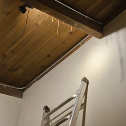 subterranean termite tubes. subterranean termite tubes.
