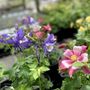 Photo of Ebert's Greenhouse Village