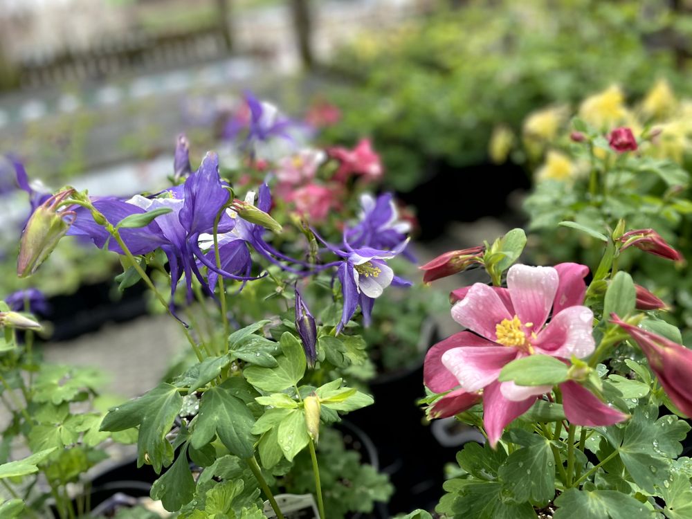 EBERT’S GREENHOUSE VILLAGE Updated October 2024 55 Photos & 19