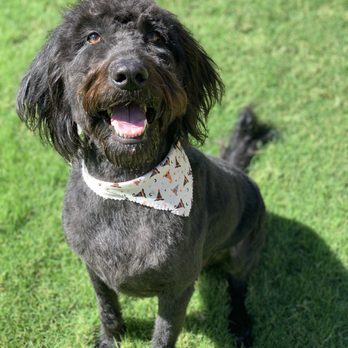 A Dog Refined - Pet Groomers Near Me - Phoenix, Arizona