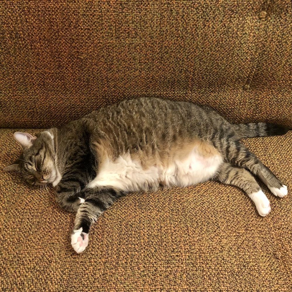 Our vintage couch is cat-approved Our vintage couch is cat-approved