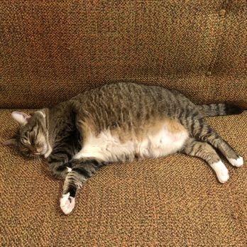 The Lions Den - Our vintage couch is cat-approved - Furniture Stores Near Me - Brooklyn, New York The Lions Den - Our vintage couch is cat-approved - Furniture Stores Near Me - Brooklyn, New York