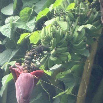 Ali'i Kayaks - Blue bananas on trees - Tours Near Me - Kapaa, Hawaii