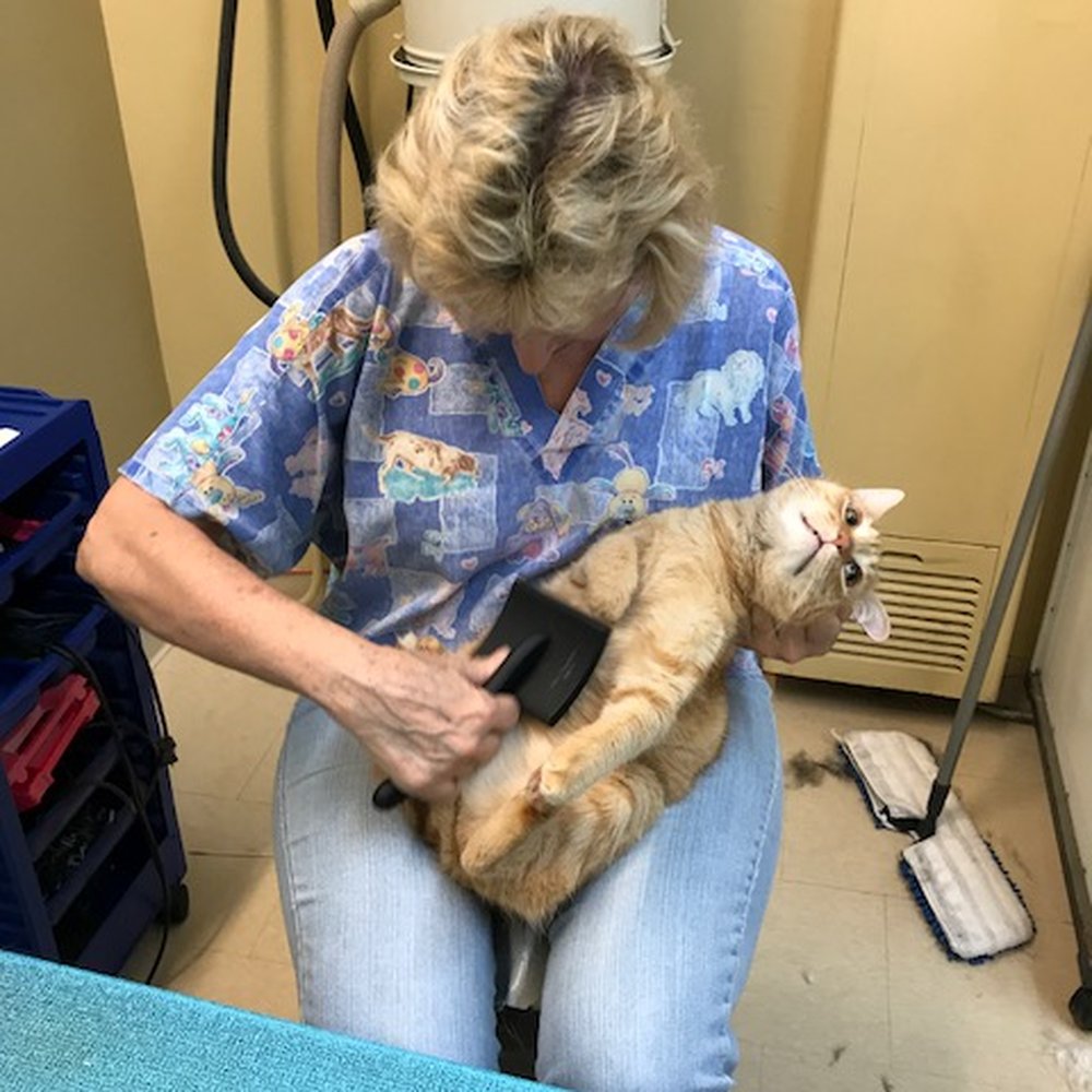 Seaside Grooming - Brush that fur!! - Pet Groomers Near Me - Playa Del Rey, California Seaside Grooming - Brush that fur!! - Pet Groomers Near Me - Playa Del Rey, California