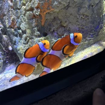 SEA LIFE Grapevine Aquarium - Aquariums Near Me - Grapevine, Texas
