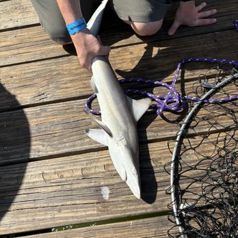 Fulton Fishing Pier - 29" Black Tip Shark. - Fishing Near Me - Fulton, Texas Fulton Fishing Pier - 29" Black Tip Shark. - Fishing Near Me - Fulton, Texas