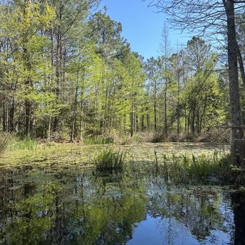 Cypress Gardens - Cypress forest swamp - Parks Near Me - Moncks Corner, South Carolina Cypress Gardens - Cypress forest swamp - Parks Near Me - Moncks Corner, South Carolina