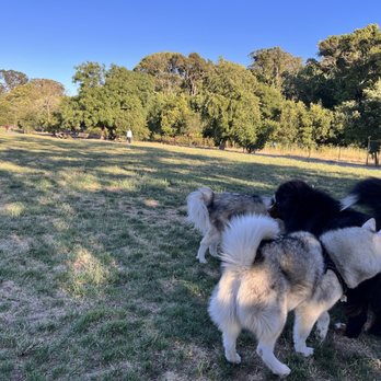 Dogbone Meadows - 3 big fluffs hee . - Pets Near Me - Novato, California Dogbone Meadows - 3 big fluffs hee . - Pets Near Me - Novato, California