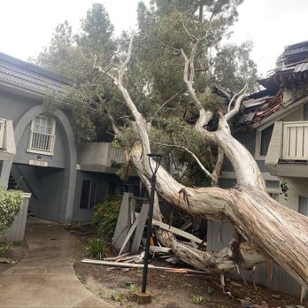 JV Tree Services - Tree Services Near Me - Northridge, California