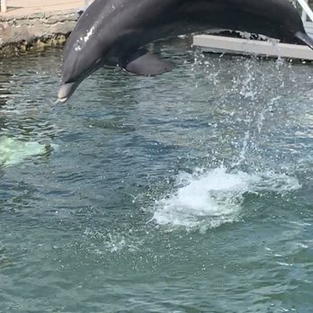 Dolphins Plus Marine Mammal Responder - Our dolphin - Aquariums Near Me - Key Largo, Florida Dolphins Plus Marine Mammal Responder - Our dolphin - Aquariums Near Me - Key Largo, Florida