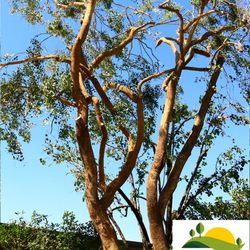 E J Sanchez Tree Service Inc 62 Photos Services E J Sanchez Tree Service Inc 62