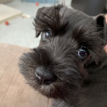 Richberg’s miniature schnauzers - Raven's Rip Manwinkle - Pet Adoption Near Me