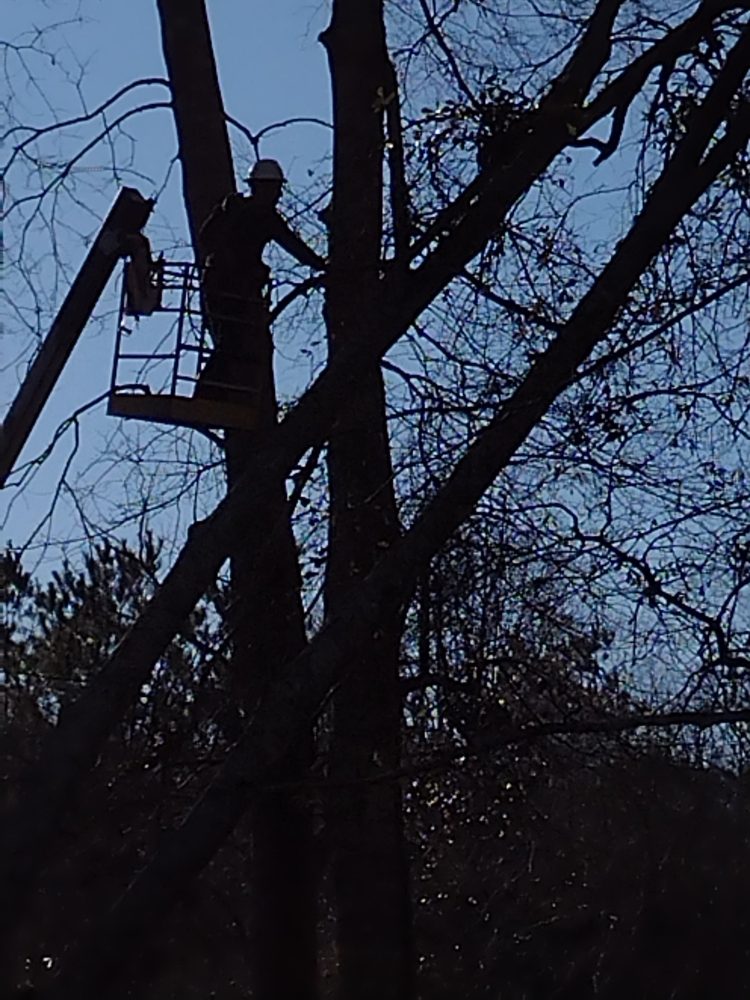 Nibrok Enterprises - tree service in Picayune, MS