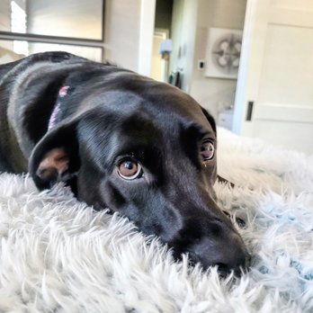 Wags CdA - Pet Sitting Near Me Wags CdA - Pet Sitting Near Me