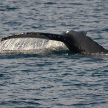 Iceberg Quest Ocean Tours - Tours Near Me - St John's, Newfoundland and Labrador Iceberg Quest Ocean Tours - Tours Near Me - St John's, Newfoundland and Labrador