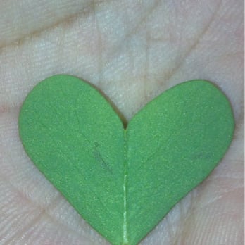 Franklin Park - Here's another heart shape leaf - Parks Near Me - Alameda, California